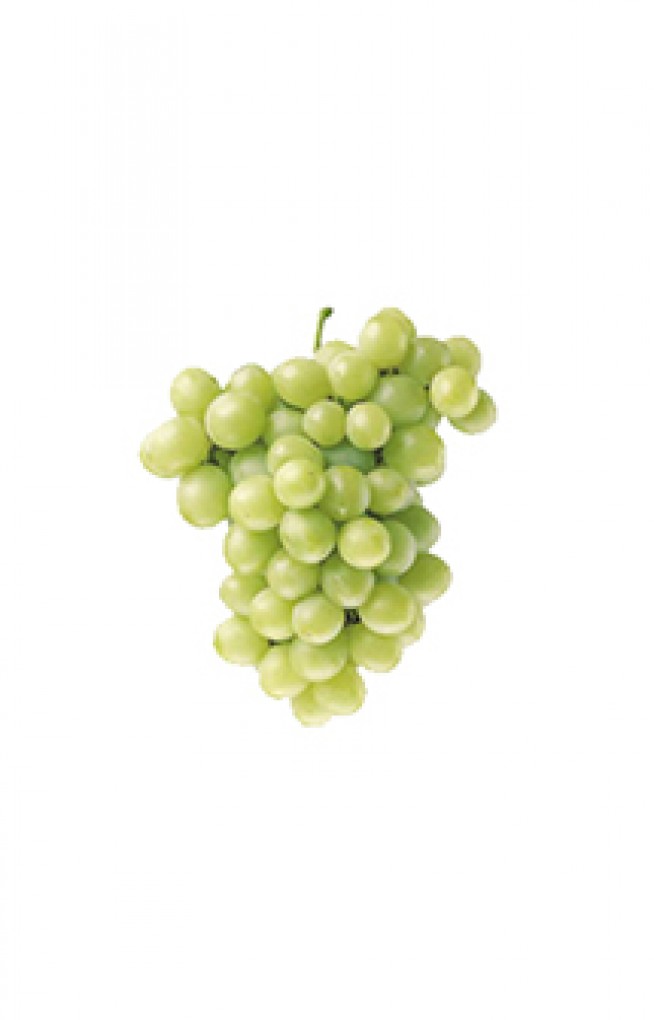 Table Grapes, Perlette